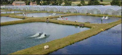 د کبانو د روزنې فارم 