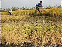 Cultivo de arroz na China (foto arquivo)