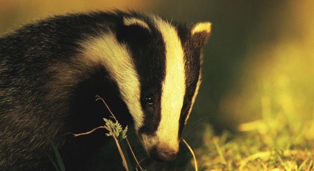 European badger (Image: Andrew Parkinson / NPL)