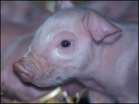 piglet