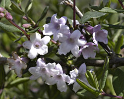 Lonicera syringantha
