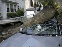 تخریب اتومبیل در اثر سقوط درخت بی ریج در بروکلین نیویورک