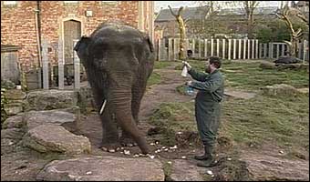 Wendy the elephant and a keeper