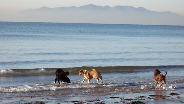 Dogs playing in the sea with Arran in the background