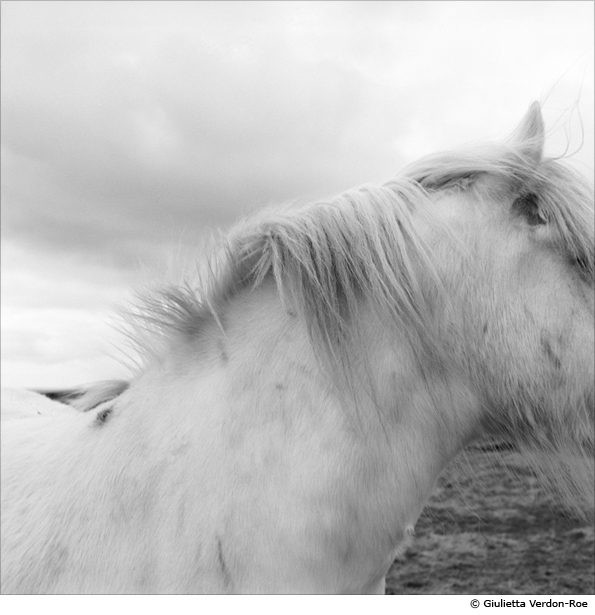 Horse on North Ronaldsay