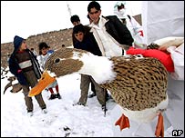 Cúm gia cầm đang lây lan sang Thổ Nhĩ Kỳ và EU lo ngại lây sang Âu châu