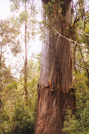 Eucalyptus regnans 