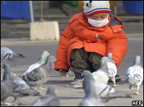 Chơi với chim bồ câu