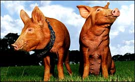 The notorious Tamworth Two