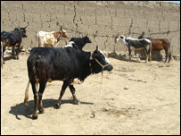 د غواوو حمل نه اخيستل