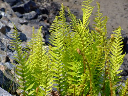 Ferns, Cladach Charinis, North Uist