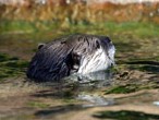 Otters swimming