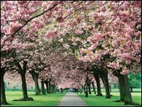Harrogate Stray trees in full blossom