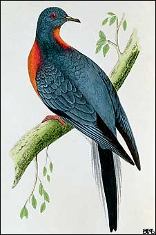 Passenger pigeon