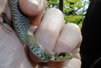 Neidr Aesculapian - llun gan Axle Barlow