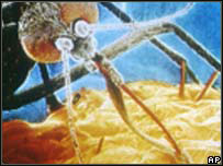 Mosquito da malária