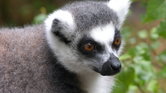 Lemur Lemur