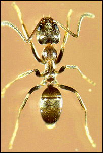 میلبورن کی چونٹیوں نے باقی حشرات کے لیے خطرہ پیدا کردیا ہے