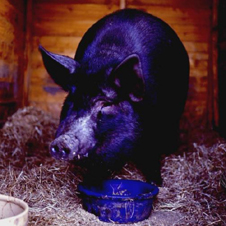 swine226x226.jpg