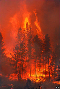 آتش سوزی جنگل