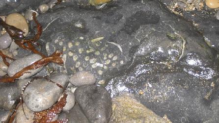 Fossil of lithostrotian coral at Traeth Bychan