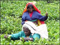 Tea pickers