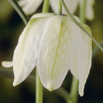 Fritillaria meleagris var unicolor subvar Alba