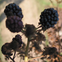 Rubus fruticosus 'Loch Ness'