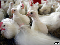 Trại gà ở Pháp