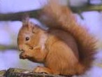Red squirrel