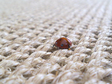 Ladybug