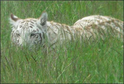 white tiger