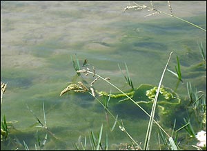 عکس از رامين رادفر