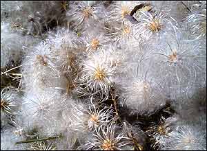 عکس ازعلی اخوان