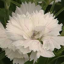 Dianthus 'Dynasty'