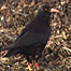 Chough