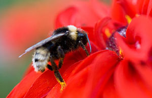 Bee collecting pollen from dahlia