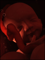 baby in womb
