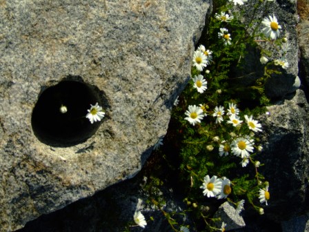 Giant Daisies, west coast Benbecula