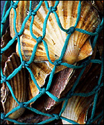Scallops