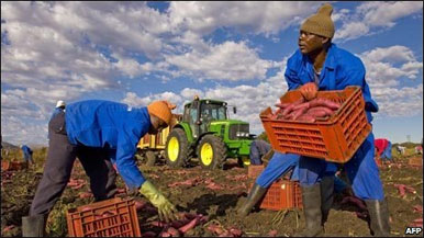 Farm hands digging up sweet potatoes