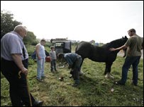 Shoeing a horse at the fair