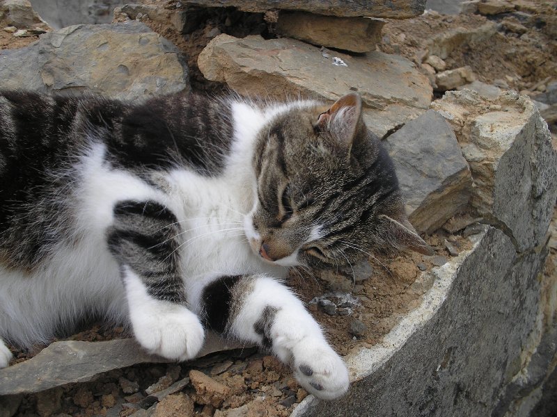 Pickle the cat ( oh what a life )