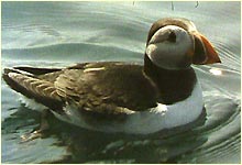 a puffin.