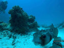 A pufferfish