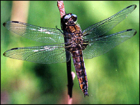 scarce chaser