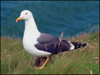 seagull_bbc_203.jpg