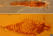 New species of ancient gall mites