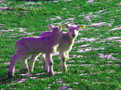 Lambs