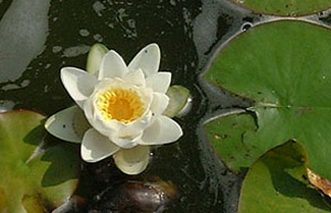 Water lily